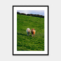 Irland Kühe Print